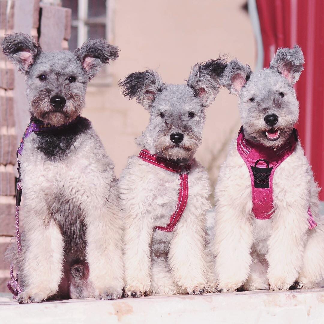 Tchai, Q'smi i ich psi przyjaciele 