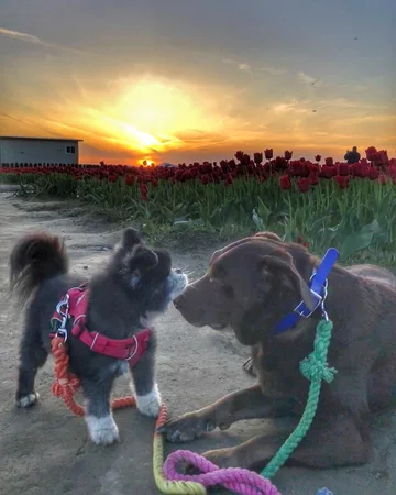 Abi i Dabi - psy, które połączyła przyjaźń 