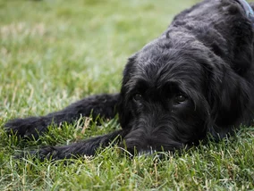 Miniatura: Polacy opłakują zwierzęta. Monetyzacja...