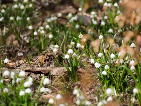 Miniatura: Tylko trzy weekendy, by zobaczyć piękne...