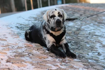 Labrador Blaze 
