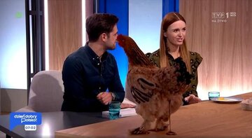 Kura z&nbsp;TVP