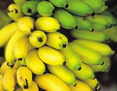 Miniatura: Koniec 16-letniej wojny bananowej