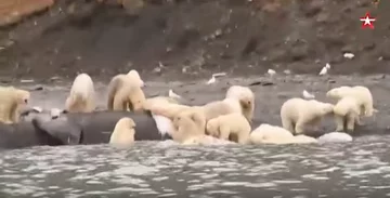 Niedźwiedzie polarne na Czukotce 