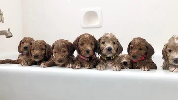 Psy rasy Golden Retriever 