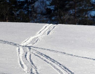 Miniatura: Dobre warunki dla narciarzy w Bieszczadach