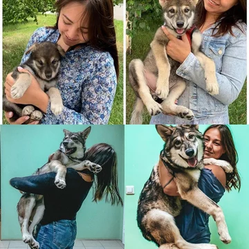 Alida i jej wilczyca Kira 