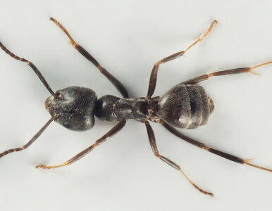 Miniatura: Mrówki, które przejmują całe miasta. Czy...