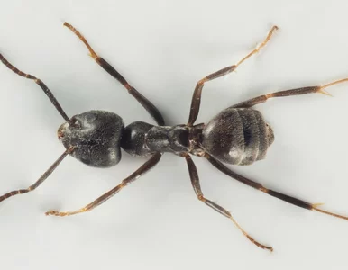 Miniatura: Mrówki, które przejmują całe miasta. Czy...