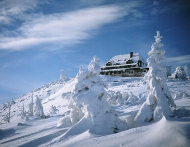 Miniatura: Turyści pytają o Lolobrygidę. „Jakakolwiek...