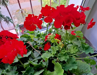 Miniatura: Zimowanie pelargonii – trzy niezawodne...