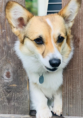 Miniatura: Ziemniak - pies corgie, który uwielbia...