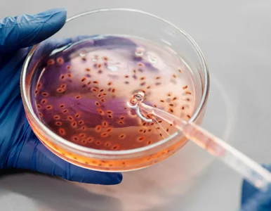 Miniatura: Odkryto nowy typ bakterii. Są zdolne do...