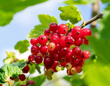 Miniatura: Czerwona porzeczka – polska superfood....