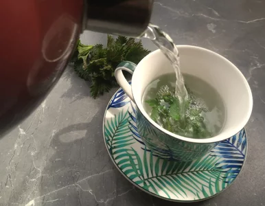 Miniatura: Wielu wyrywa ją z ogródka. Napar z tej...