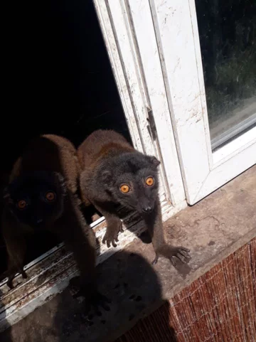 Zwierzęta w ZOO Wojciechów 