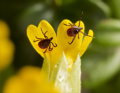Miniatura: Skuteczny oprysk na kleszcze. Naturalna...
