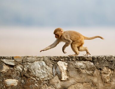 Miniatura: Atak małp na  Gibraltarze. Polska rodzina...