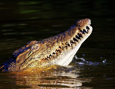 Miniatura: 15 tys. krokodyli zbiegło z farmy....
