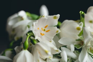 Jaśmin wielkokwiatowy