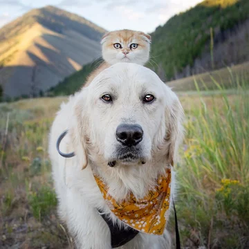 Pies Samson i kot Cleo 