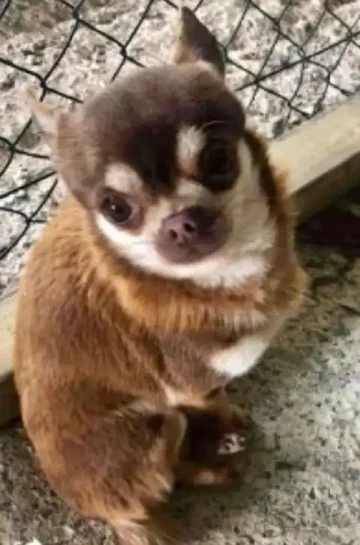 Pies Gizmo 