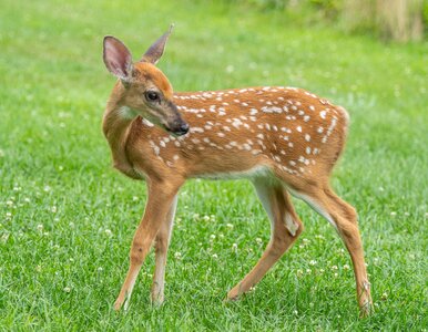 Miniatura: Lasy ostrzegają. „Ingerencja człowieka to...