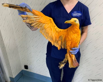 Ptak w przychodni w Wielkiej Brytanii 