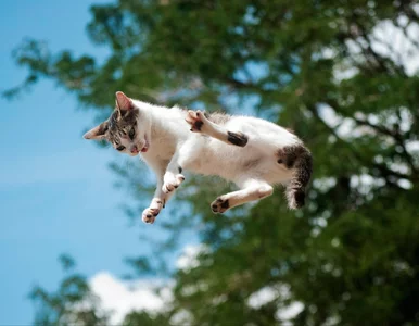 Miniatura: Kot nie zawsze spada na cztery łapy....