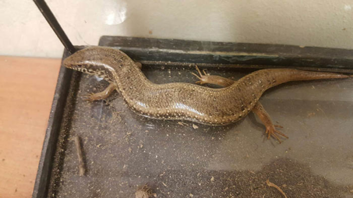 Miniatura: Chciał wymienić olej, w silniku znalazł...