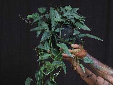 Epipremnum