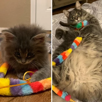 Kot i jego ukochana zabawka 