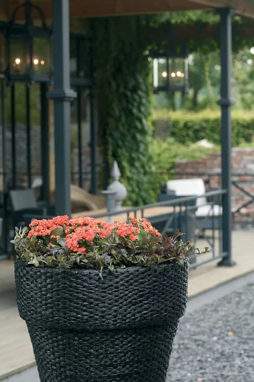Kalanchoe Blossfelda 