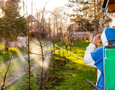 Miniatura: Wystarczy jeden oprysk w marcu. Spóźnisz...