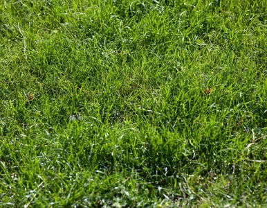 Miniatura: Wsypuję 3 łyżki i mech znika. Tak ratuję...