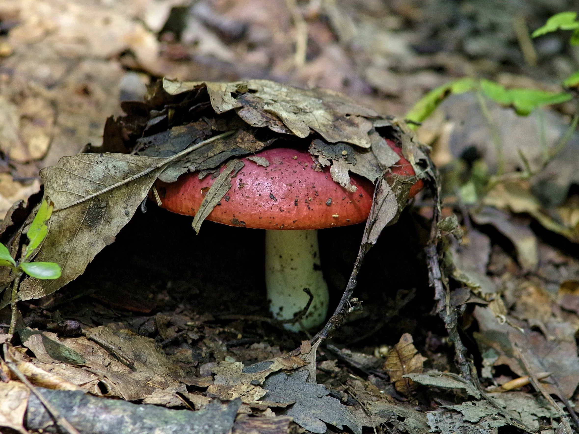 Jesteś miłośnikiem przyrody? Spróbuj zdobyć 8/10