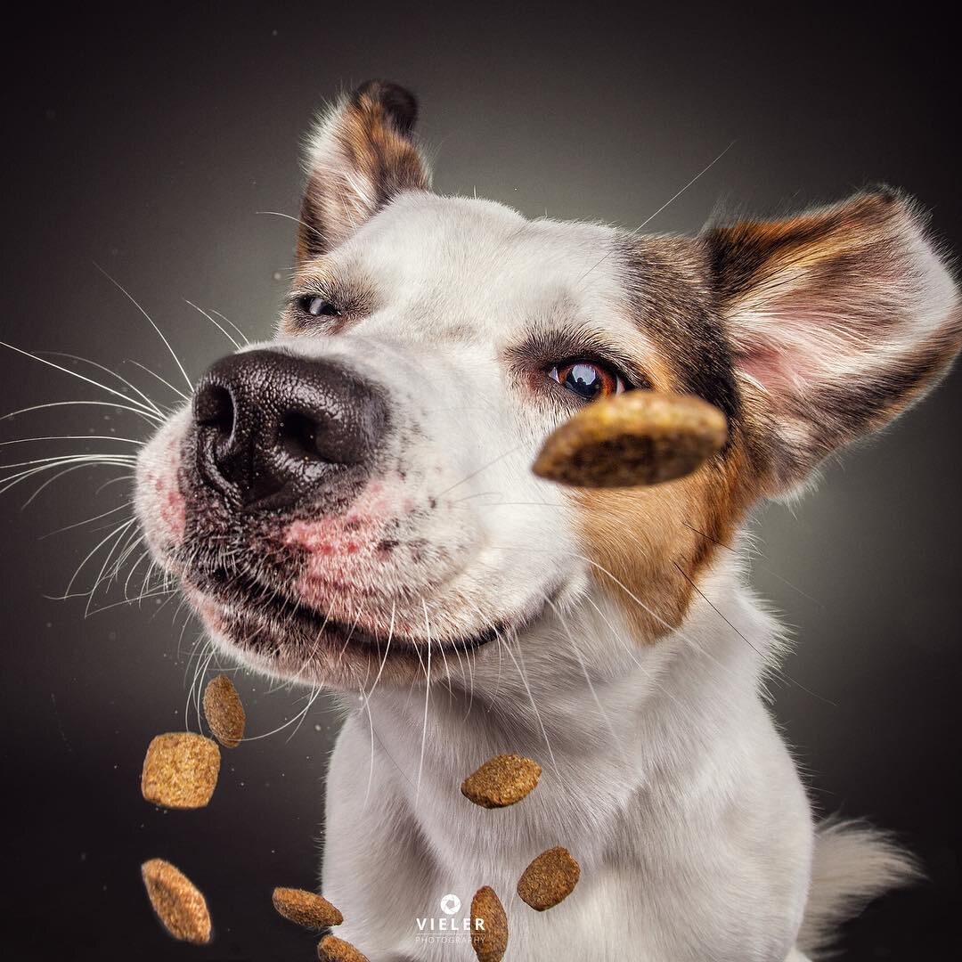 Pies przed zjedzeniem smakołyku 