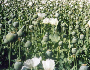 Afgańscy przestępcy dorabiają się na opium