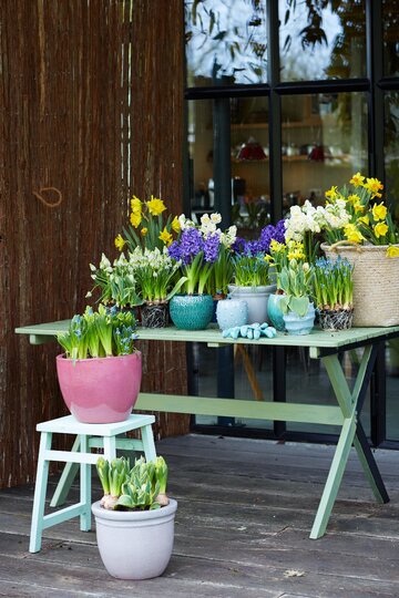 Hiacynty, hyacinthus orientalis