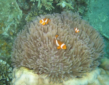 Błazenek Amphiprion ocellaris 