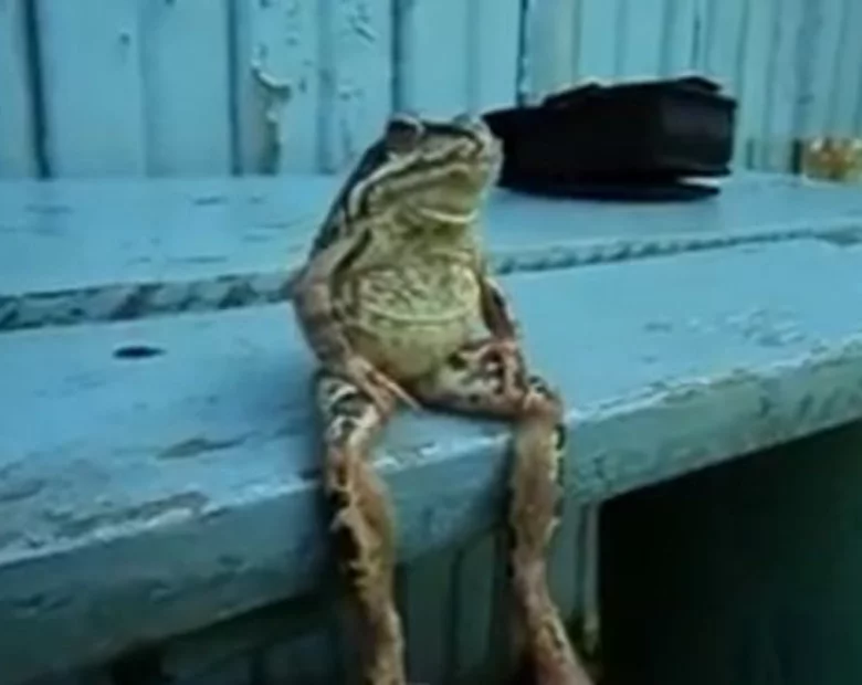 Miniatura: Zobacz żabę, która siedzi na ławce jak...