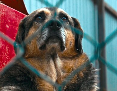 Miniatura: Wstrząsające relacje ujawniły piekło...