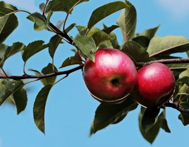 Miniatura: Co oznacza to przysłowie? W 3. pytaniu...