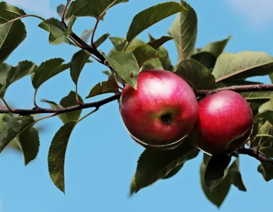 Miniatura: Co oznacza to przysłowie? W 3. pytaniu...