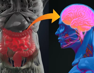 Miniatura: Jelita to nasz „drugi mózg”, który może...
