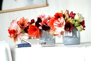 Hippeastrum