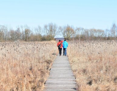 Miniatura: Turyści z Mazowsza zgubili się na bagnach....