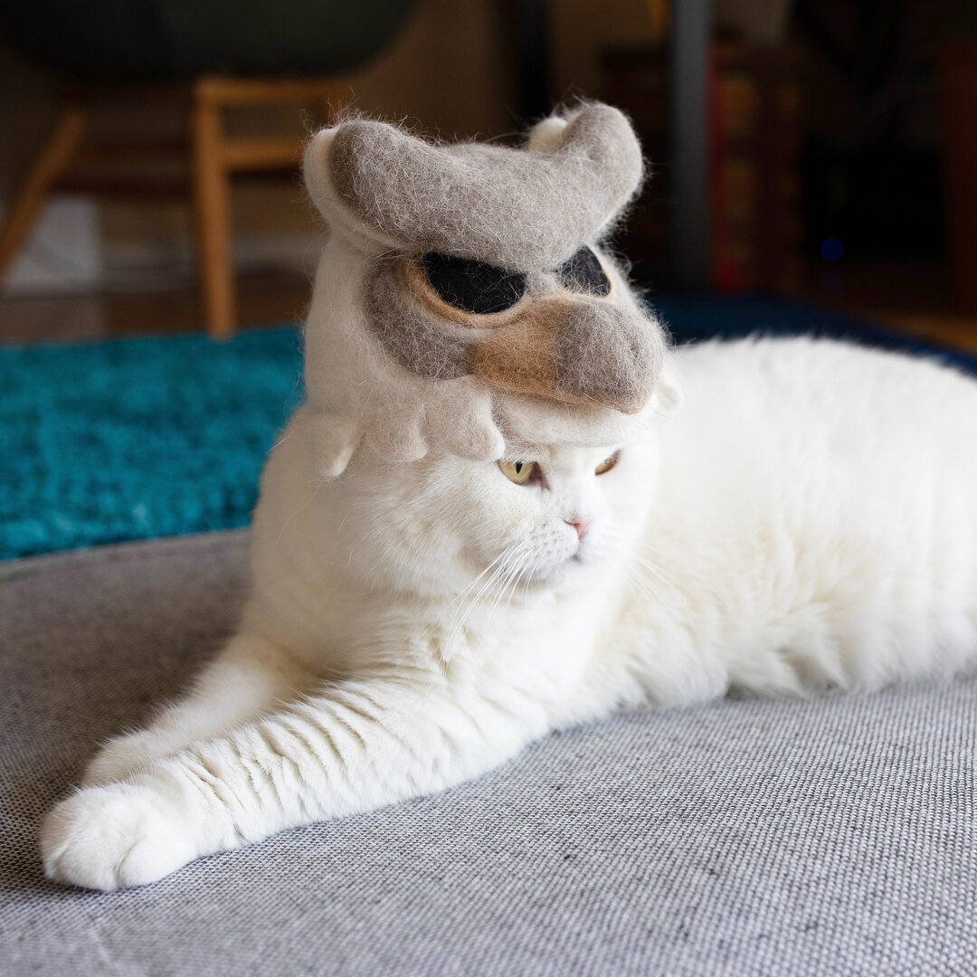 Koty w czapkach z własnej sierści 