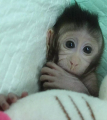 Miniatura: Małpy sklonowane metodą transferu jądra...