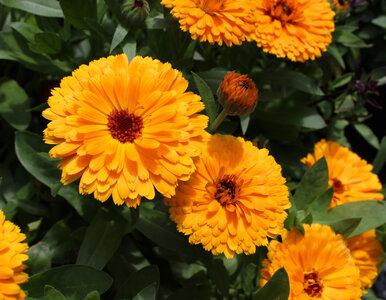 Miniatura: Marzec to ostatni dzwonek. Te kwiaty...